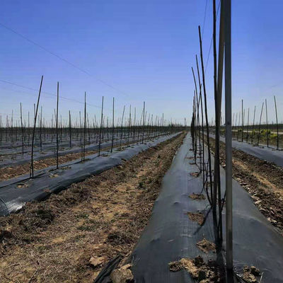 UV-bestendige kunststof PP anti-kruid Agro-kruidbestrijding Mat Voor tuingrondbedekking Stof