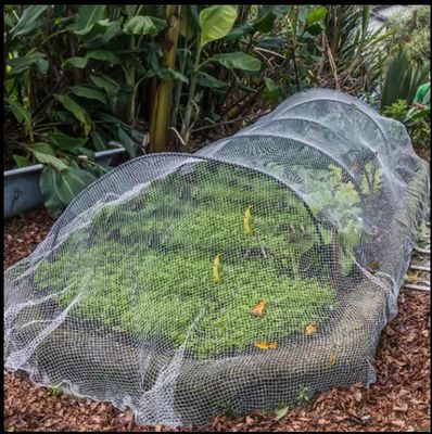 40 80 mesh Anti-Insect Screen Net Groentehuis Agri Tomato Bescherm insectenbestendige mesh Transparante Anti-Aphid Net TRAPS