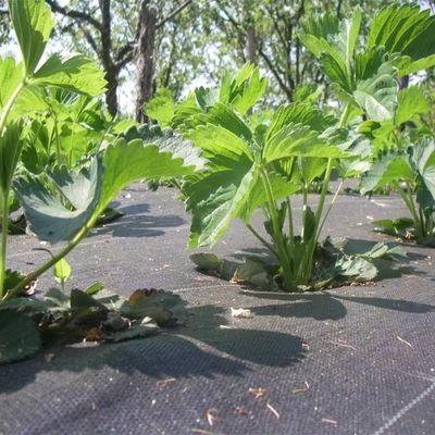 Beschermende PP-geweven membraan PE-grondbedekking Mesh Weed Mat Roll Anti Grass Weed Mulch Film
